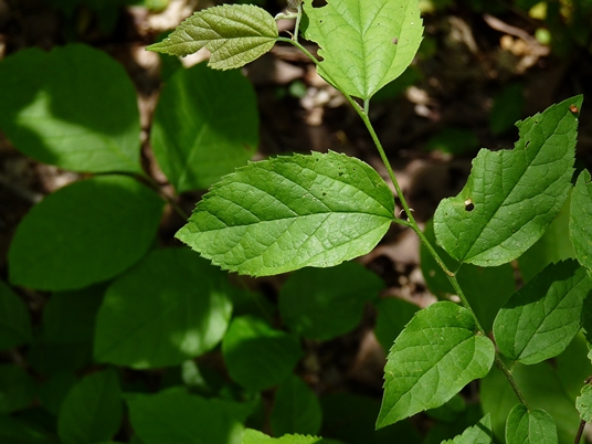 {Celtis occidentalis}